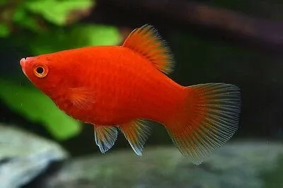 Red Coral platy Red Coral platy