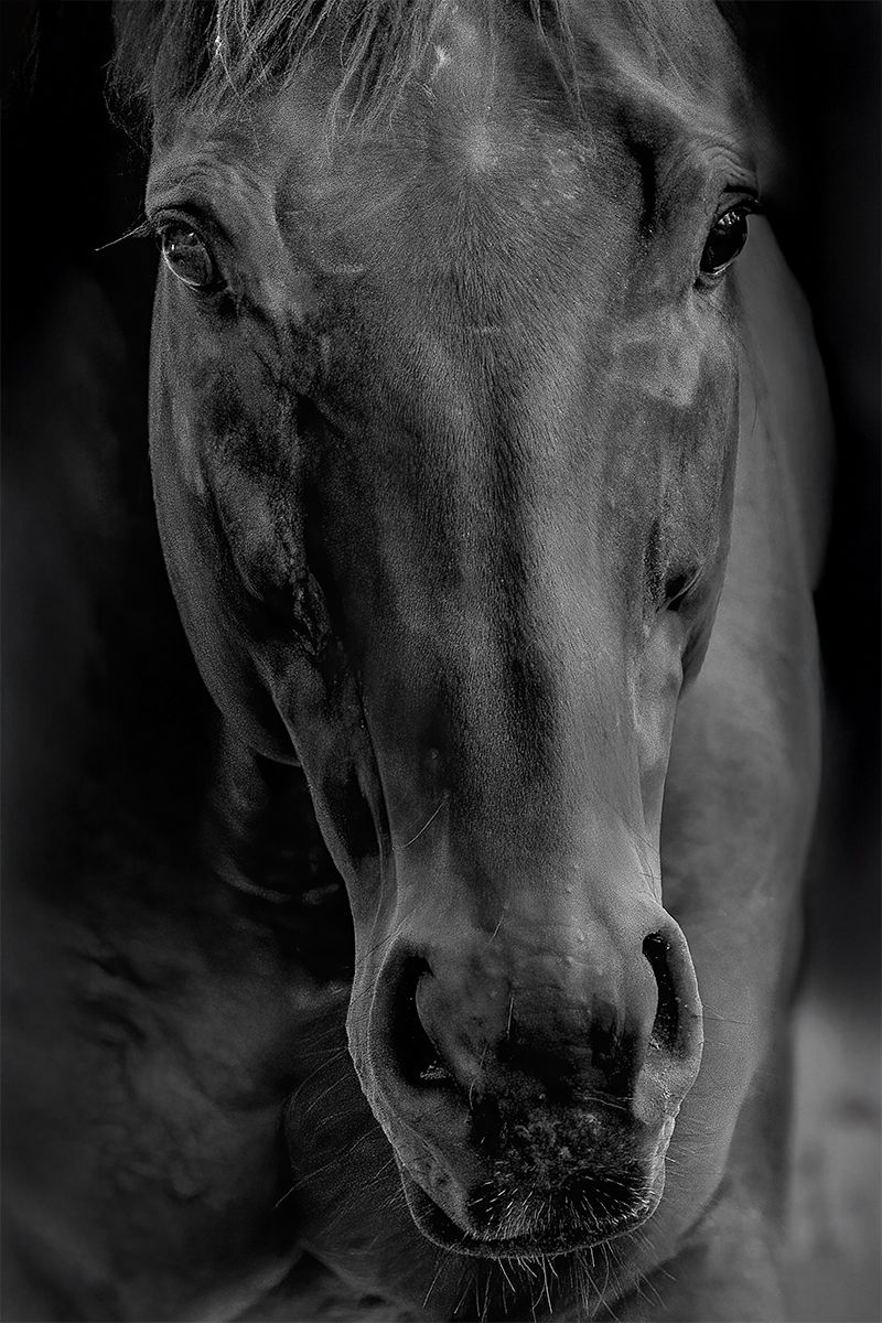 Soulful Horse Close-Up - Fine Art Animal Print