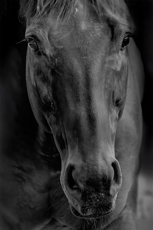 Soulful Horse Close-Up - Fine Art Animal Print
