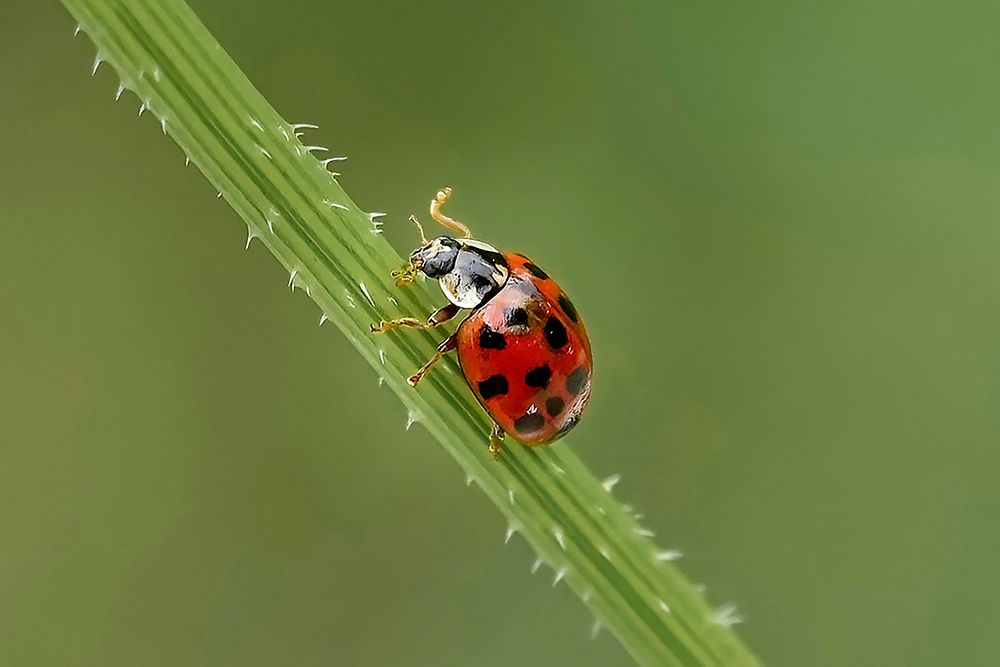 "Little Luck" Ladybug Macro Art - Red and Green Nature Wall