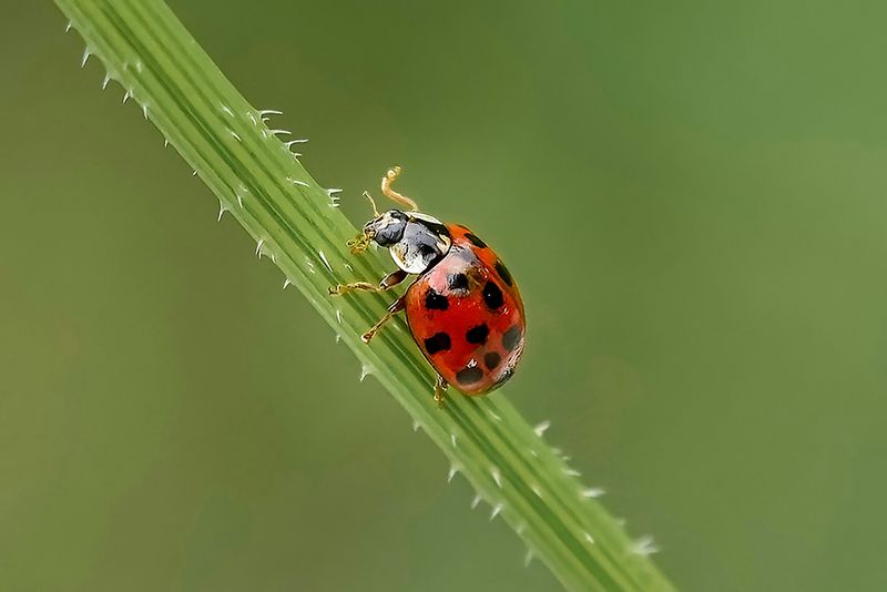 "Little Luck" Ladybug Macro Art - Red and Green Nature Wall