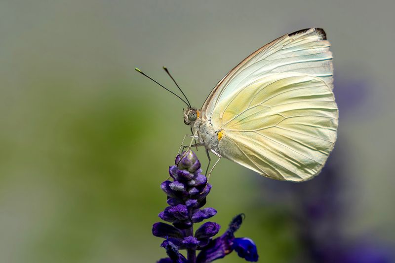 Delicate White Butterfly - Macro Nature Photography Print
