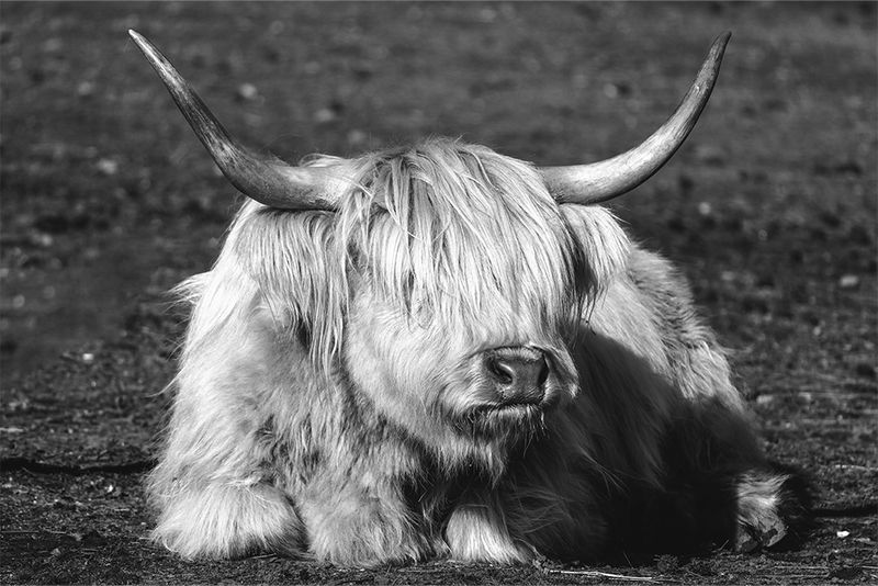 Highland Cow Portrait - Rustic Black &amp; White Nature Photography Print