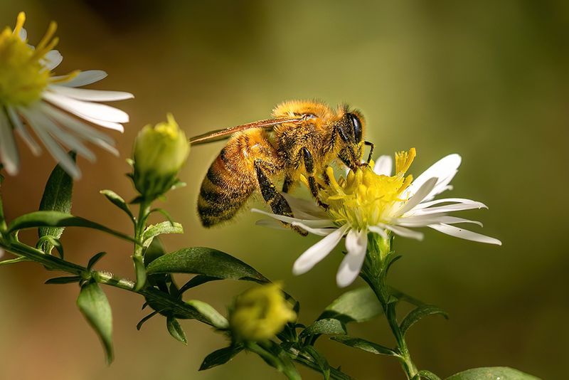Golden Honeybee on White Daisy - Macro Pollinator Photography Print