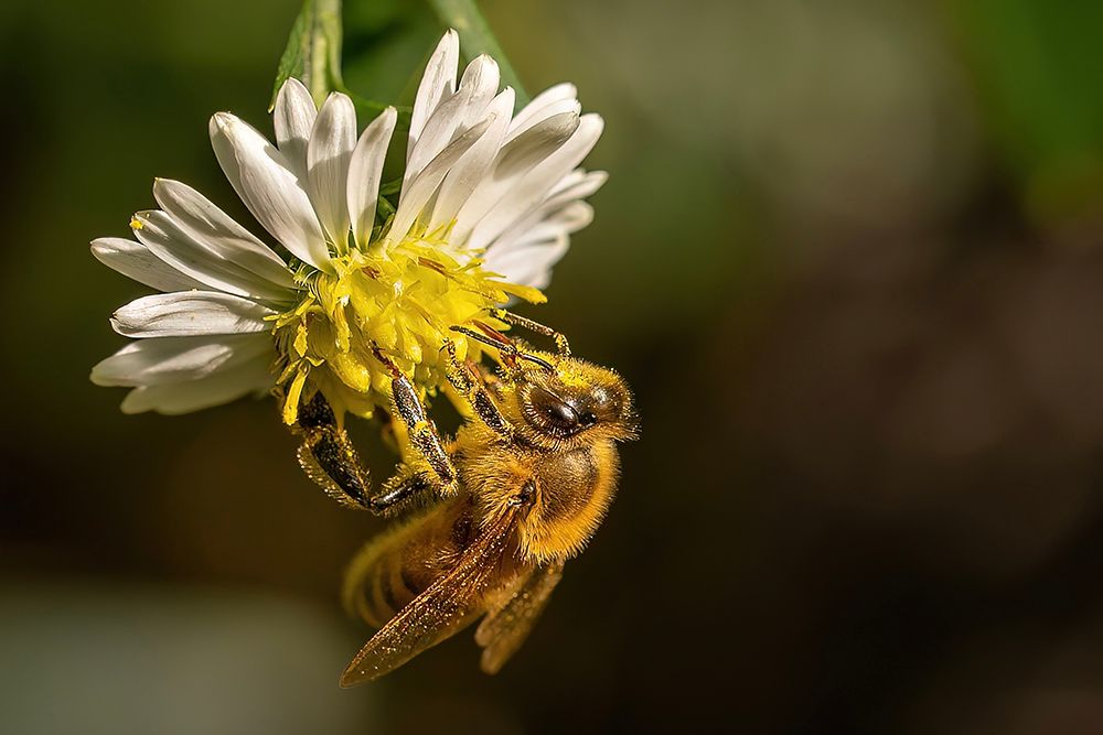 Honeybee Clinging to White Daisy - Golden Hour Macro Print