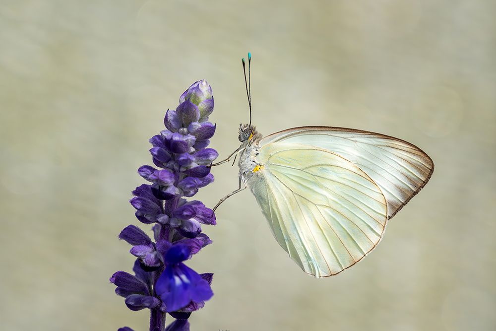 White Butterfly on Salvia - Minimalist Nature Photography Print
