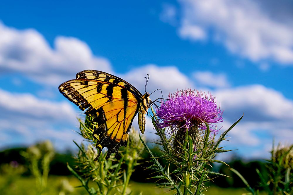 Yellow Swallowtail &amp; Blue Sky - Vibrant Summer Nature Photography Print