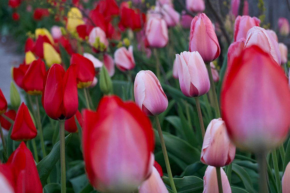 Spring Tulip Garden - Vibrant Colorful Flower Photography Print