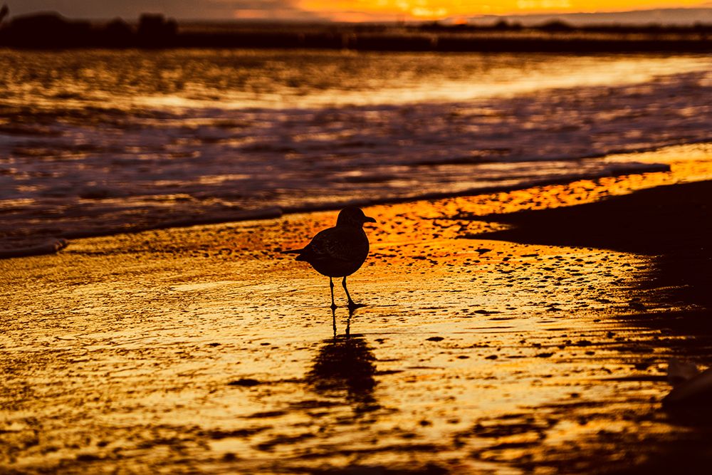 Golden Reflections - Seagull Silhouette at Sunset Beach Photography Print