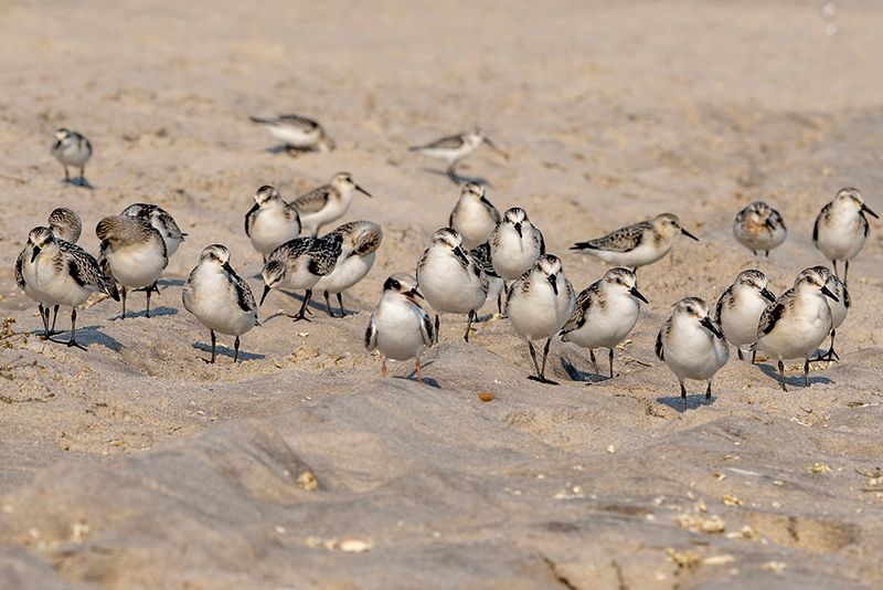 Flock of Sanderlings on Sandy Beach - Coastal Nature Photography Print