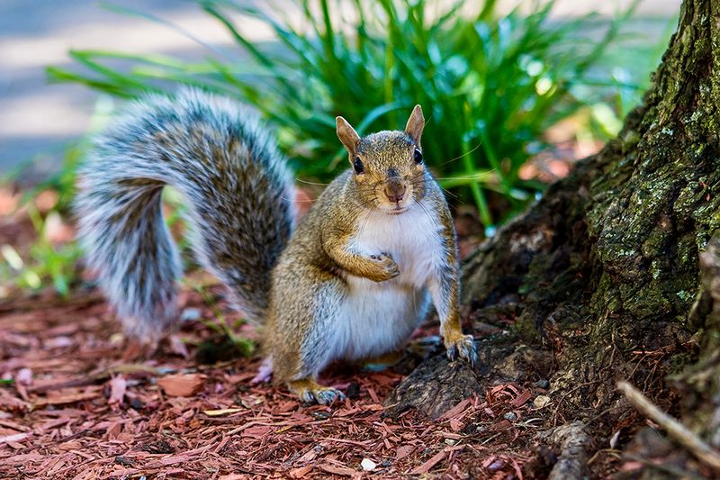 Curious Squirrel Portrait - Woodland Nature Photography Print