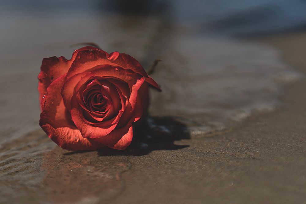 Rose on the Sand - Romantic Beach Nature Photography Print