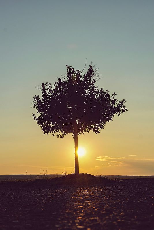 Golden Sun &amp; Silhouette Tree - Vertical Nature Photography Print