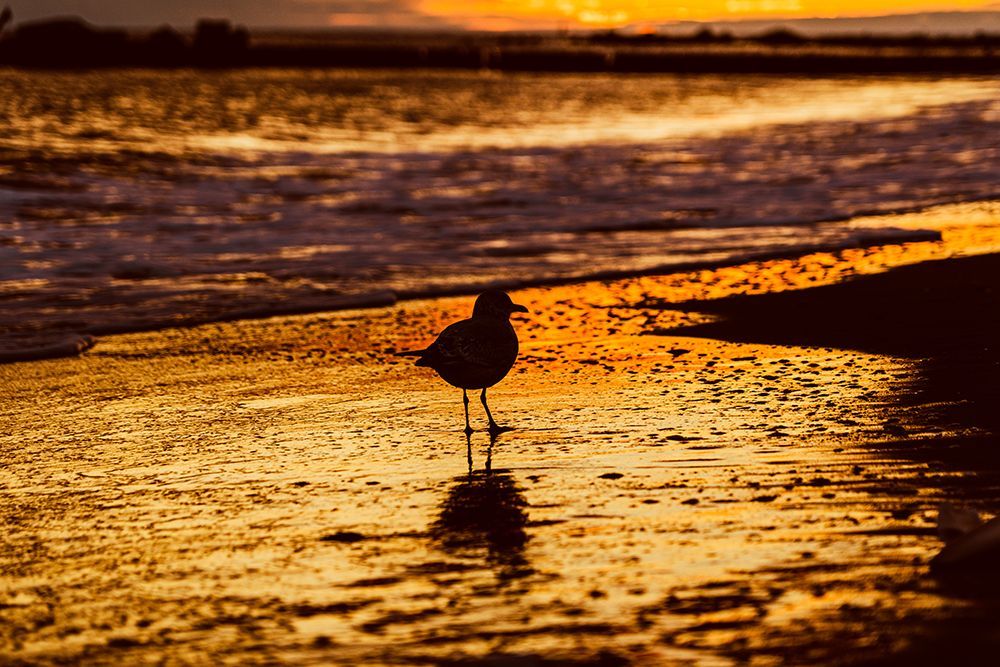 Golden Reflections - Seagull Silhouette at Sunset Beach Photography Print