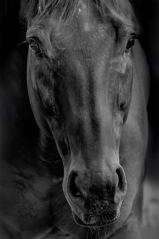 Soulful Horse Close-Up - Fine Art Animal Print
