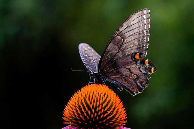 Black Swallowtail on Coneflower - Moody Macro Nature Photography Print