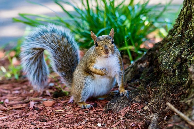 Curious Squirrel Portrait - Woodland Nature Photography Print