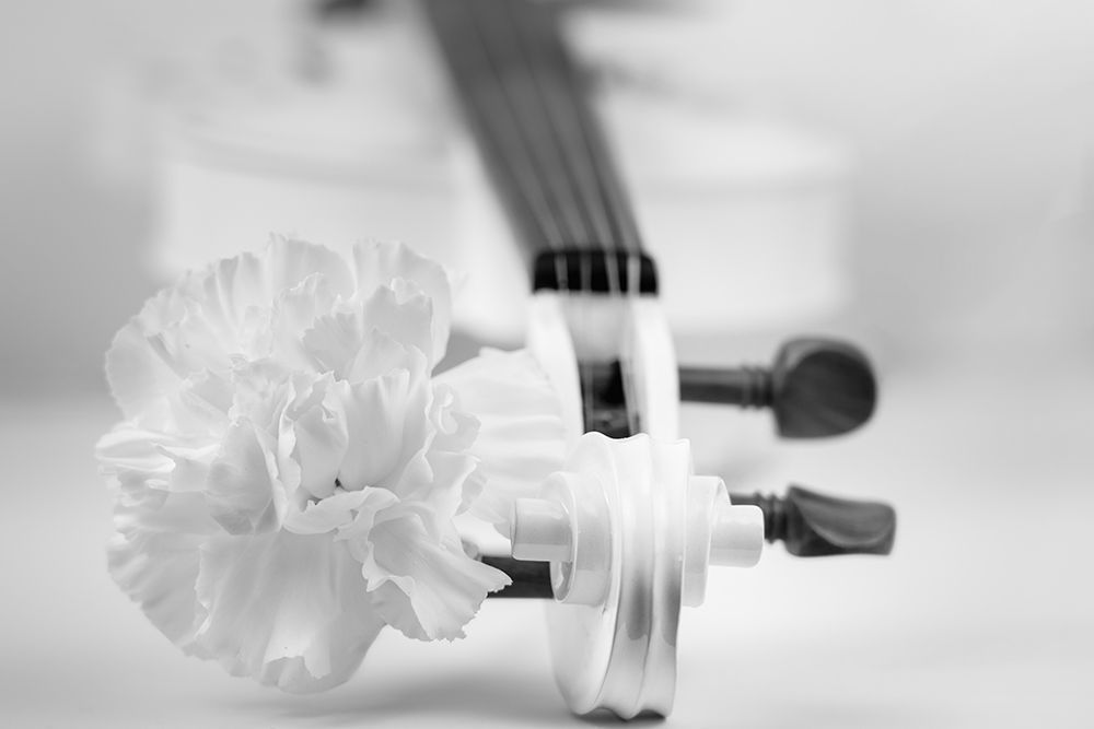 "The Soul is Like a Violin" - White Violin &amp; Flower Art