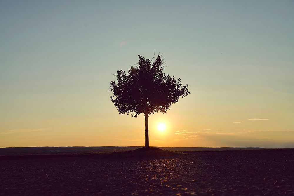 Solitary Tree at Sunrise - Minimalist Silhouette Nature Photography Print