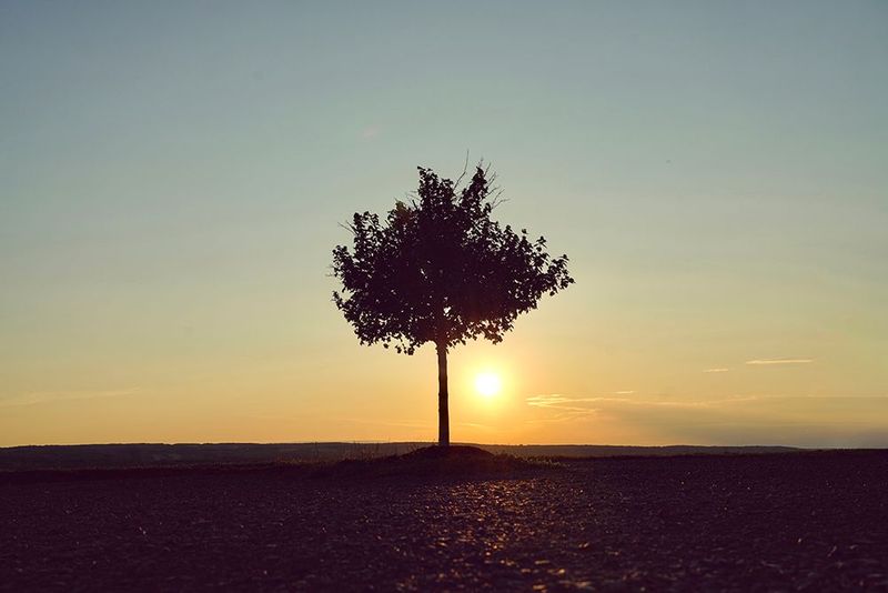 Solitary Tree at Sunrise - Minimalist Silhouette Nature Photography Print