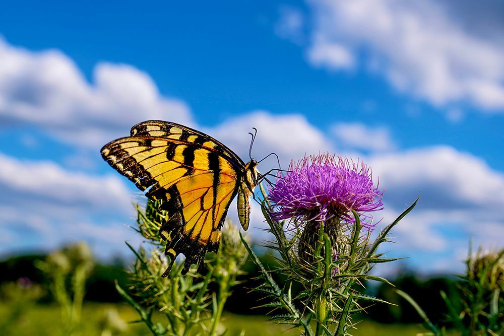 Yellow Swallowtail &amp; Blue Sky - Vibrant Summer Nature Photography Print