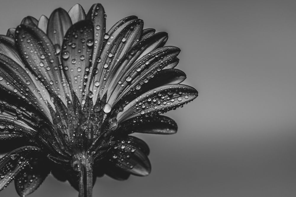 Gerbera with Water Drops - Floral Wall Art Print