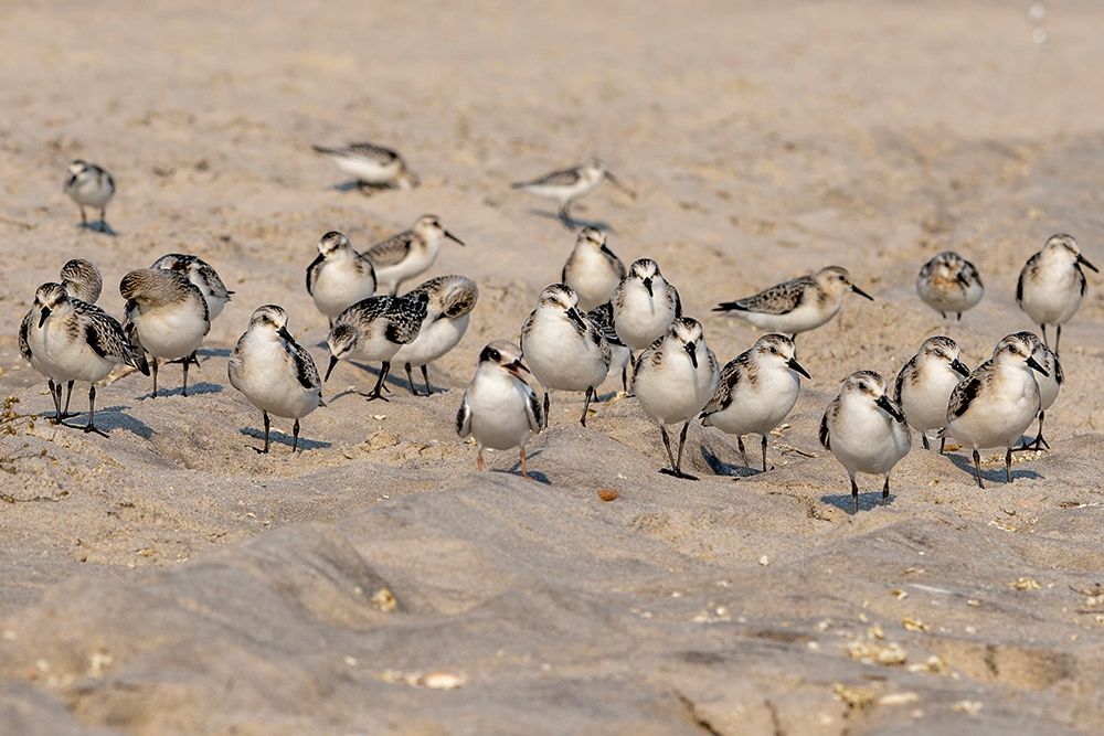 Flock of Sanderlings on Sandy Beach - Coastal Nature Photography Print