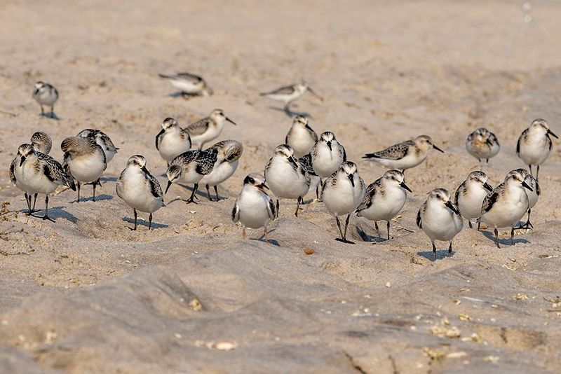 Flock of Sanderlings on Sandy Beach - Coastal Nature Photography Print
