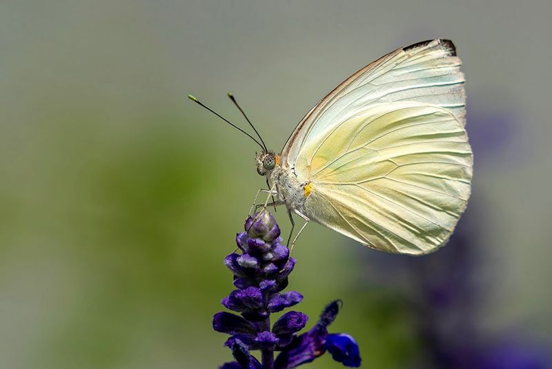 Delicate White Butterfly - Macro Nature Photography Print