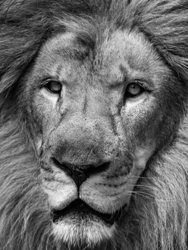 Lion King Close-Up - Monochrome Animal Wall Art