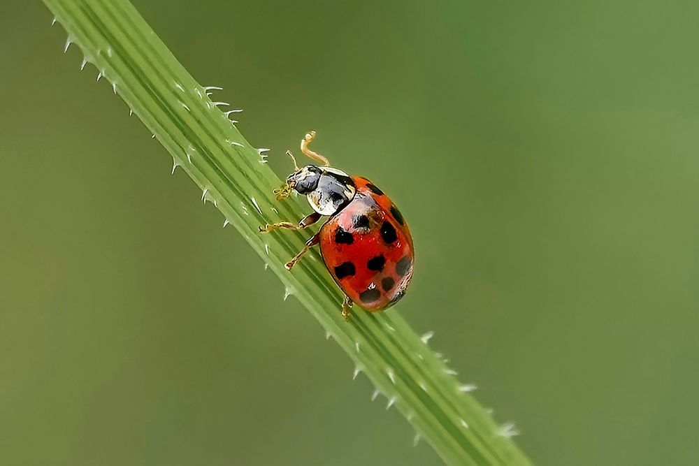 "Little Luck" Ladybug Macro Art - Red and Green Nature Wall