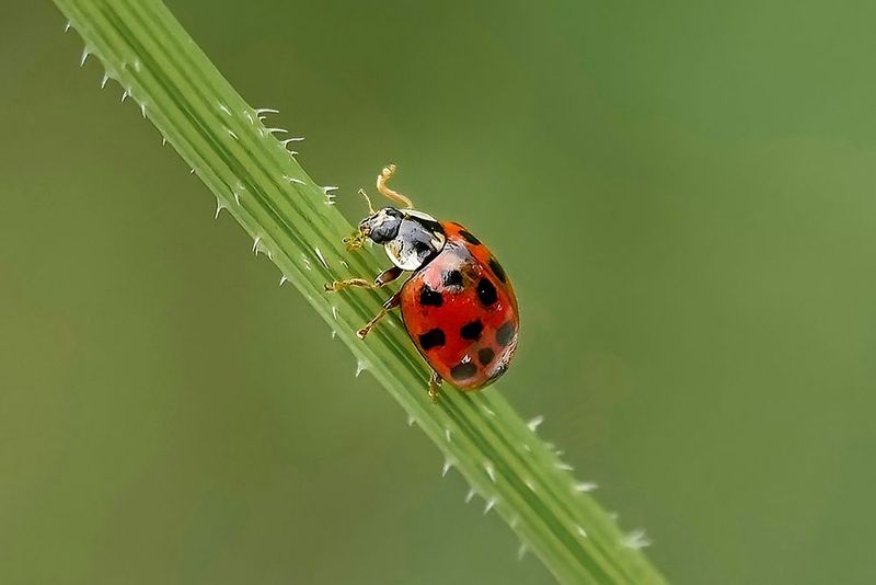 "Little Luck" Ladybug Macro Art - Red and Green Nature Wall