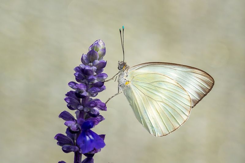 White Butterfly on Salvia - Minimalist Nature Photography Print