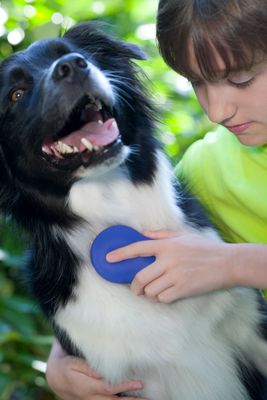 zilopet Fellbürste  mit integriertem Geruchskiller