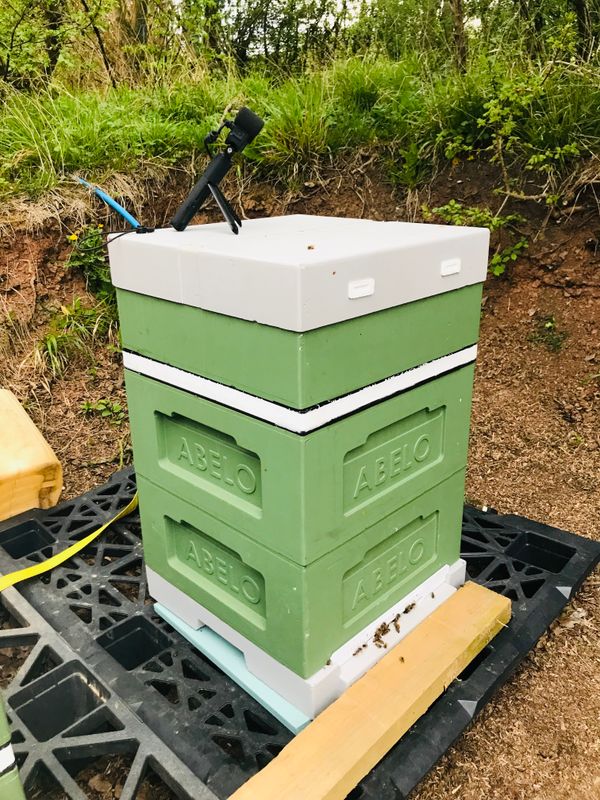 Business Beehive Adoption