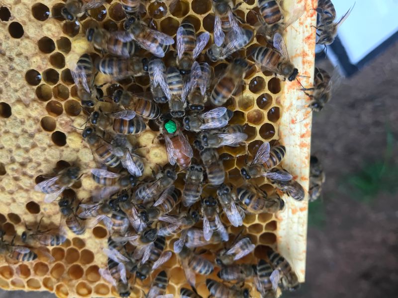 ​2 Hour Beekeeping Experience - Dive into the World of Bees!
