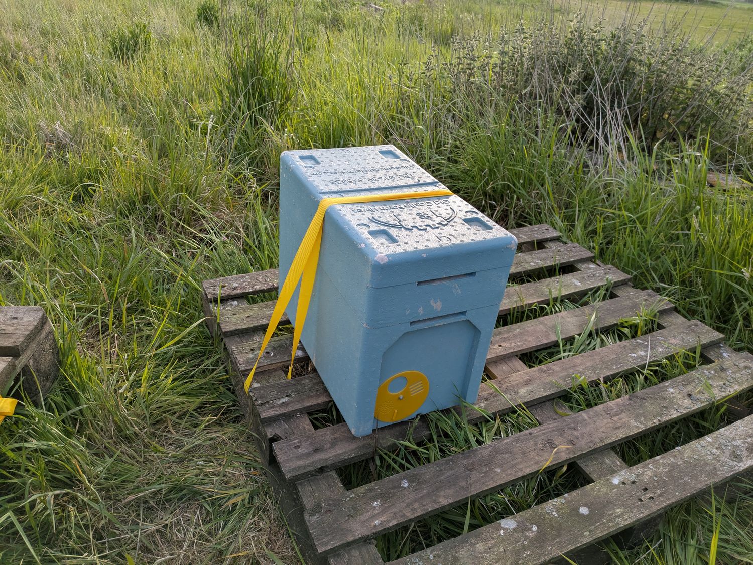 Collection; of 2026 - Over Wintered National Nuc of Buckfast Bees