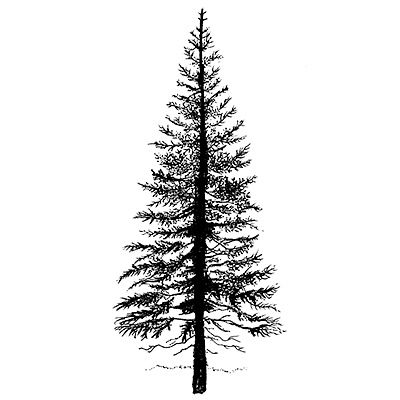 Lavinia - Estampe «Fir Tree 1»