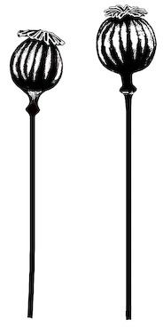 Lavinia - Étampe «Poppy Pods»