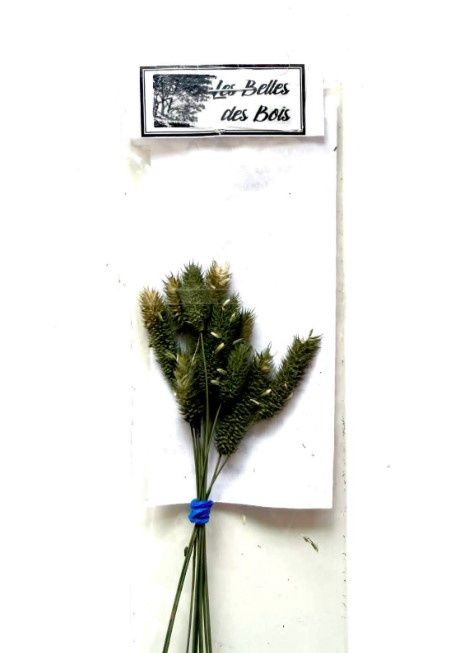 Les Belles de Bois - Herbes Fléole des prés vert (petit)