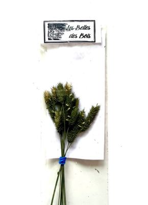 Les Belles des Bois - Herbes Fléole des prés vert (petit)