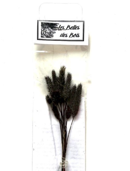 Les Belles de Bois - Herbes Fléole des prés noire (petit)