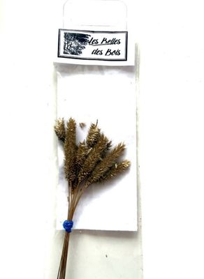 Les Belles des Bois - Herbes Fléole des prés or (petit)