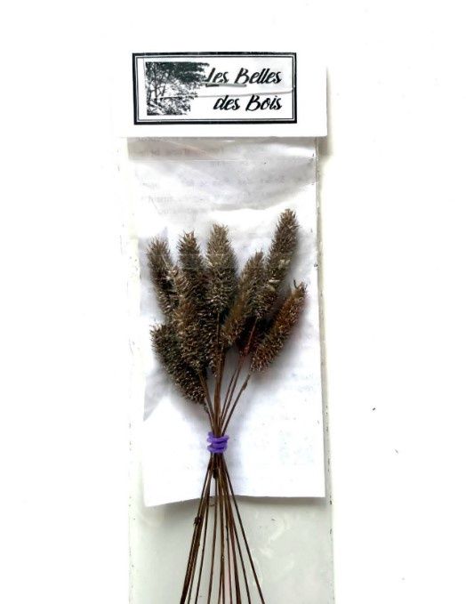 Les Belles de Bois - Herbes Fléole des prés brun brillant (petit)