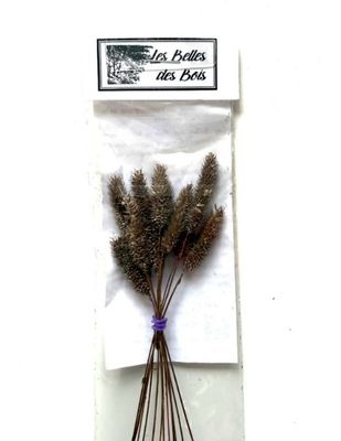 Les Belles des Bois - Herbes Fléole des prés brun brillant (petit)