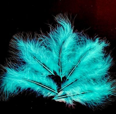 Les Belles des Bois - Plumes Bleu Océan