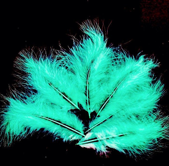 Les Belles des Bois - Plumes Turquoise