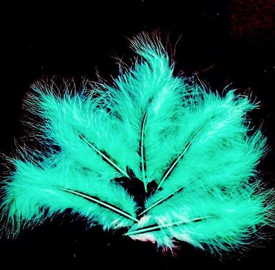 Les Belles des Bois - Plumes Turquoise