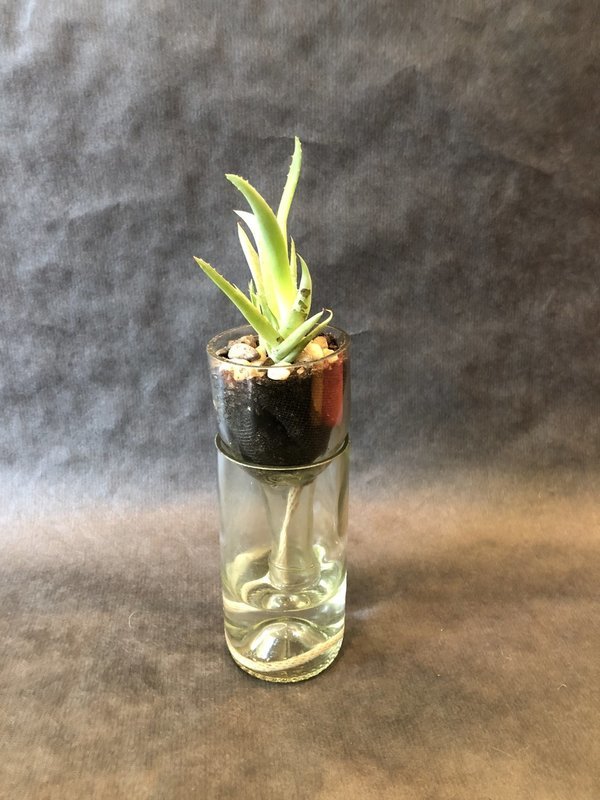 Short Self-Watering Planter