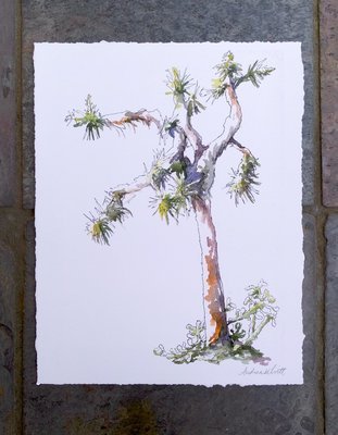 Joshua Tree Giclée Print - PRE ORDER